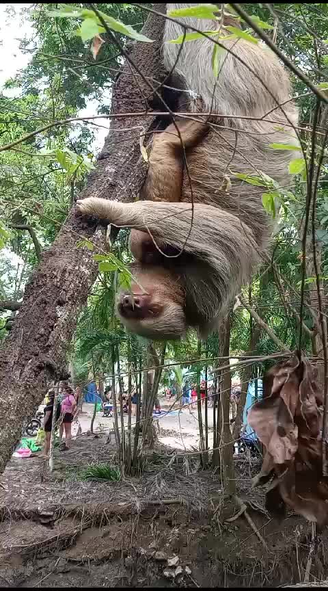 Sloth wildlife at Jaco Costa Rica